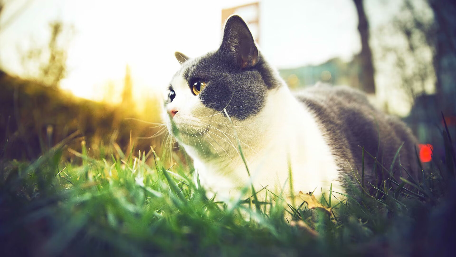 “青少年足球联赛门票销售火爆，吸引大量青少年及家长”，青少年足球比赛时间