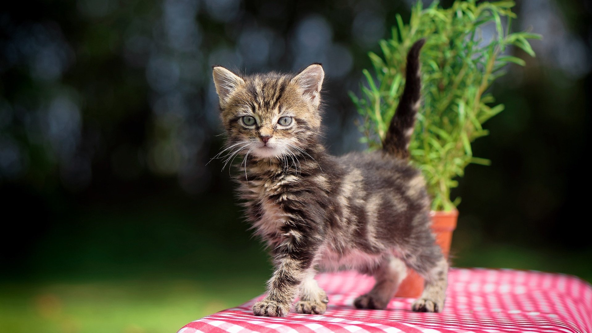 亚洲足球盛事持续进行，激烈对抗令球迷热血澎湃，亚洲足球赛事