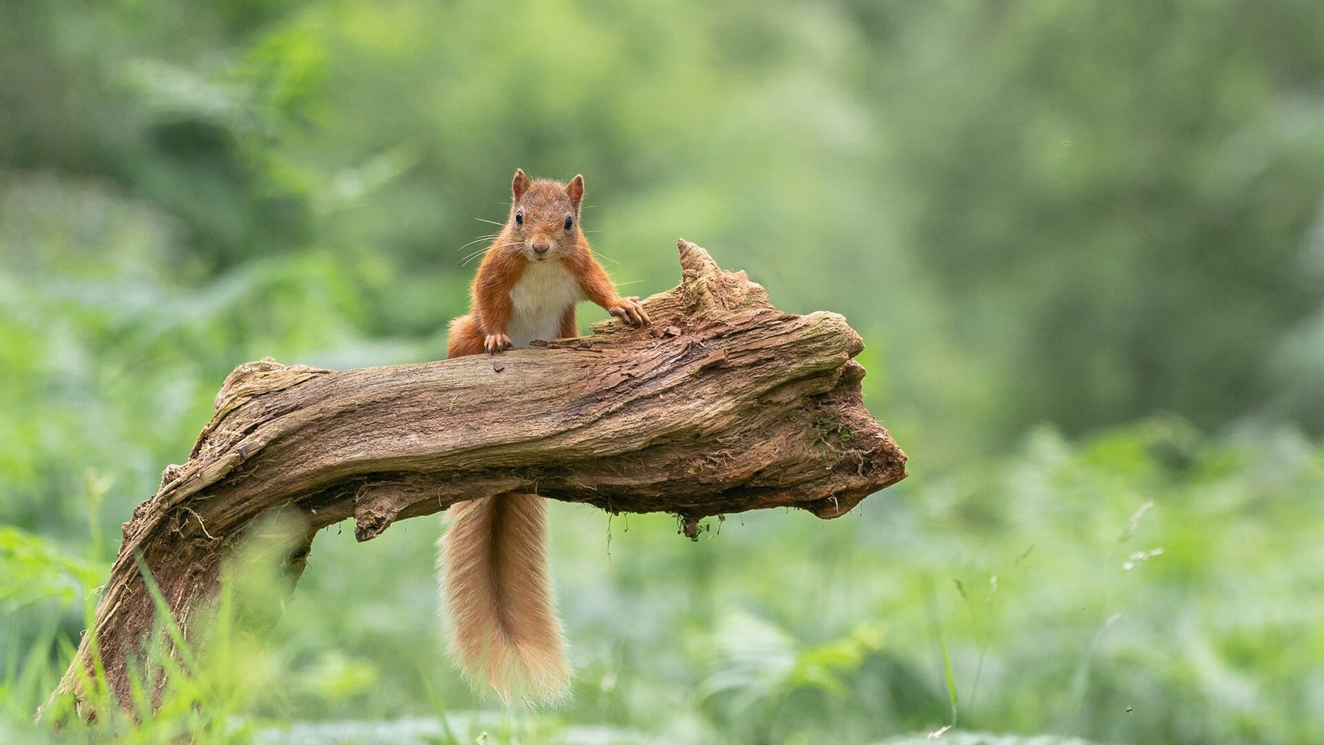 世界沙滩飞盘赛，浪花中的团队合作，沙滩飞盘教学视频教程