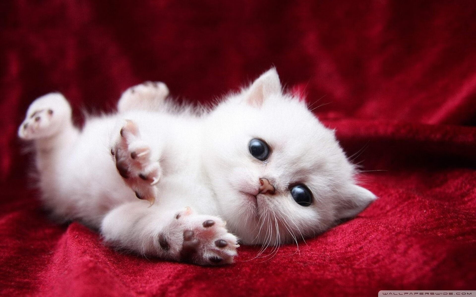 厦门国际篮联青少年足球赛成功举办,携手多国青少年,厦门青少年篮球训练营