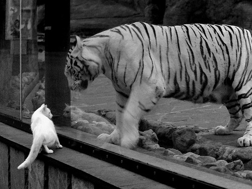 开云体育娱乐app安全-射击世界杯：瞄准目标，勇夺金牌，射击世界锦标赛冠军