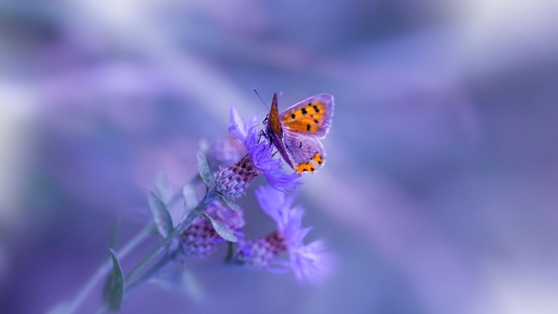 -炙手可热：季中赛表现最抢眼的球员榜，季中赛2021rng