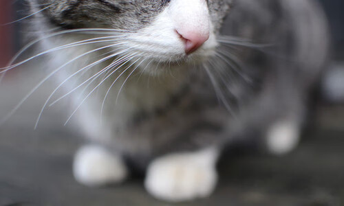 自动驾驶：是否成为下一场比赛的常态？，自动 驾驶