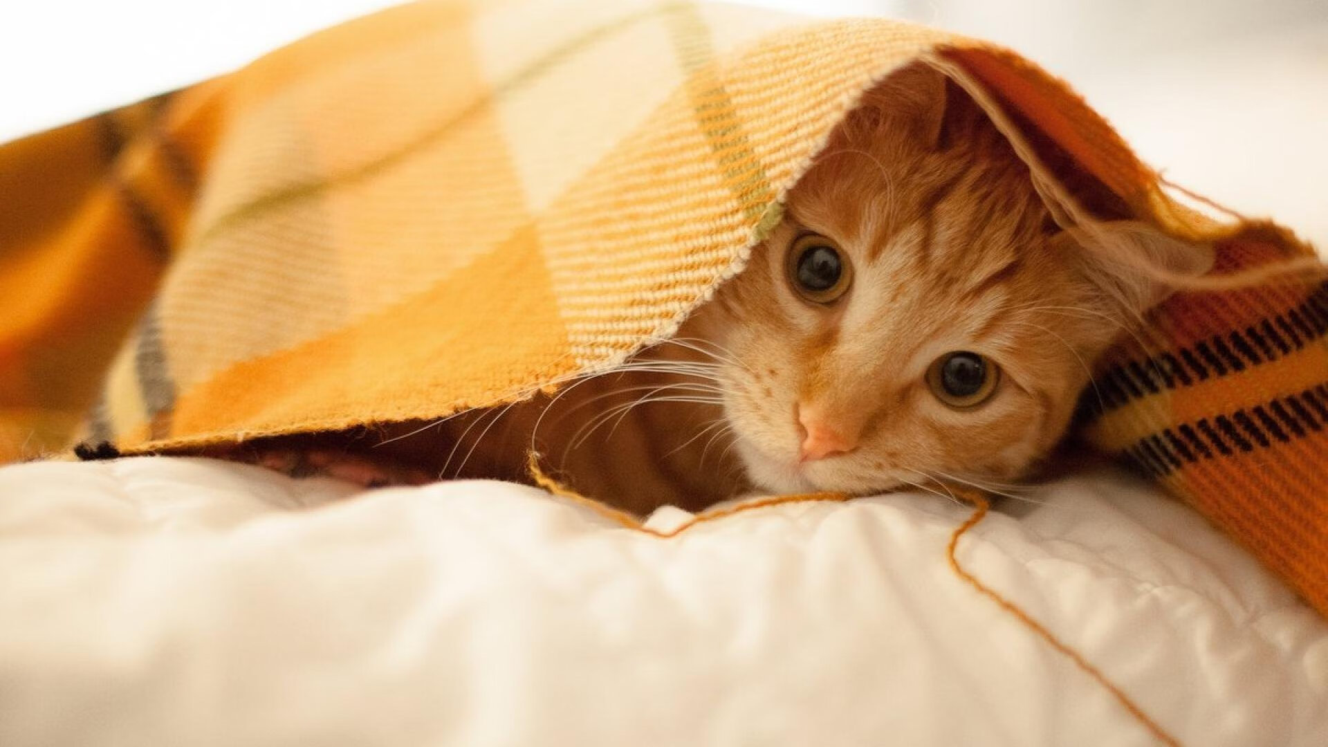 西甲精彩逆转,专家点评亮点,vll西甲