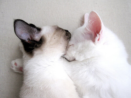 开云体育下载入口-凯尔特人主帅赞扬球员表现，期待夺得总冠军，凯尔特人新任主帅