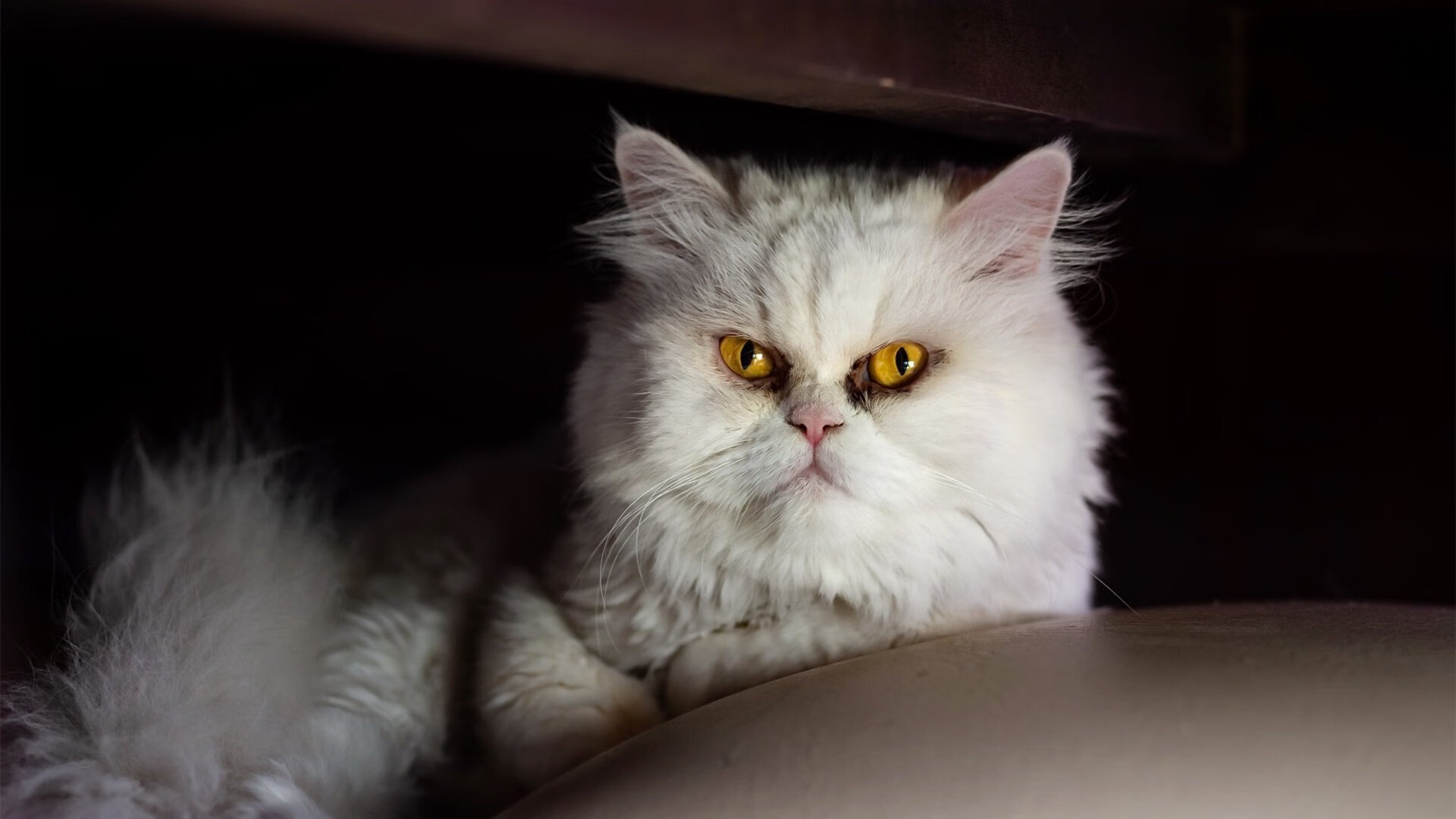 凯撒酋长主帅谈战术调整，力求突破，凯撒强不强