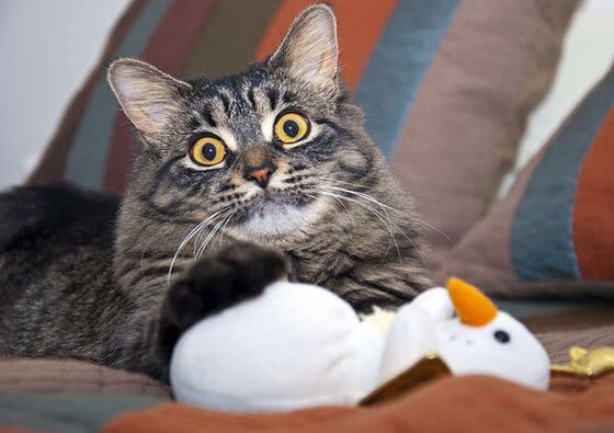 利兹联主场迎战埃弗顿，双方实力对比如何？，利兹联对阵埃弗顿