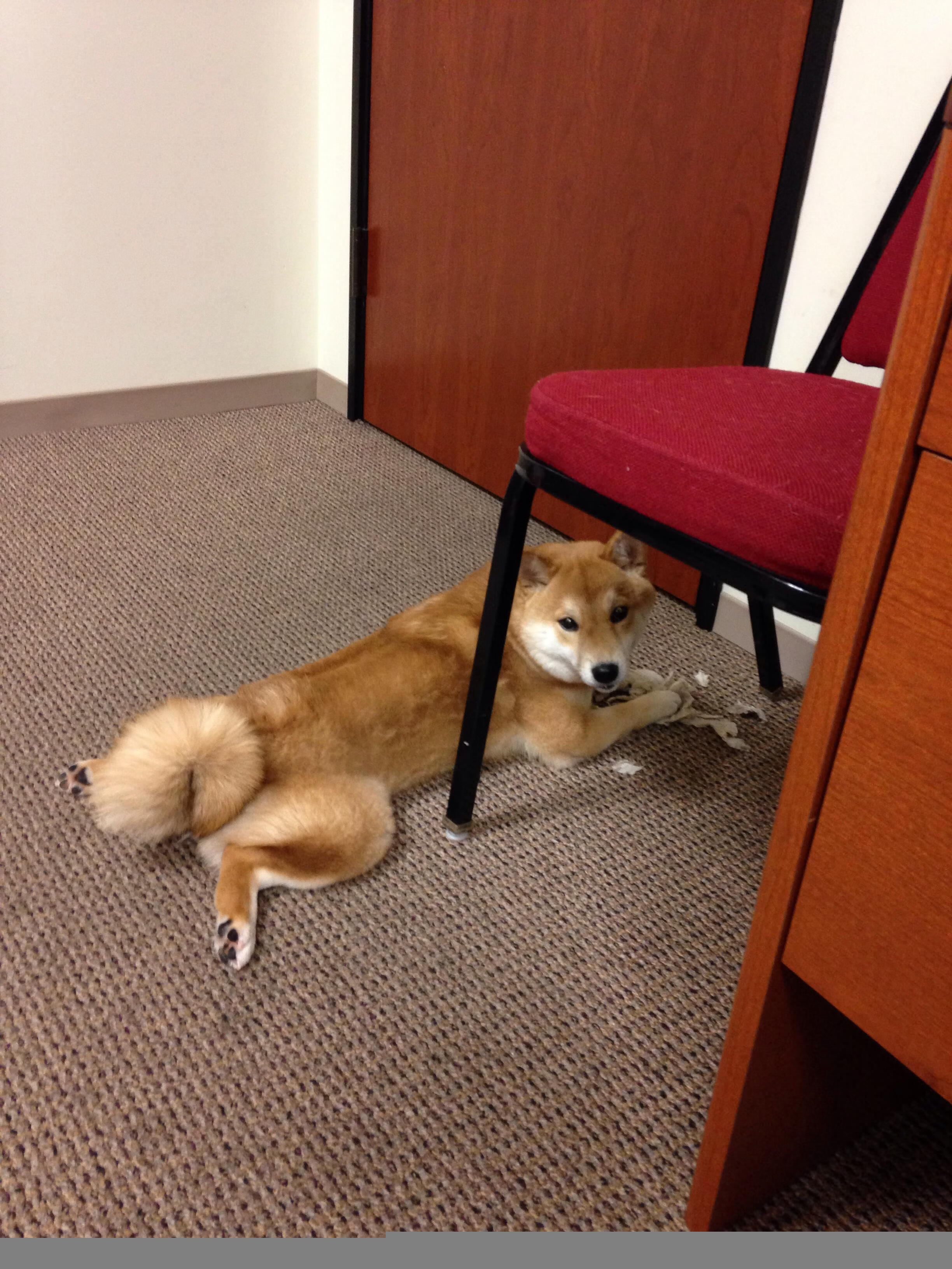 四川金强球队进攻节奏多样化，四川金强俱乐部球员