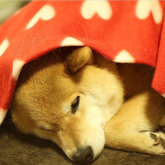 开云体育下载网址-山东高速年轻球员表现抢眼，山东高速男篮现状