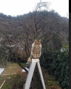 帕尔马击败尤文图斯,主场豪取分数球队士气高涨,帕尔马vs尤文