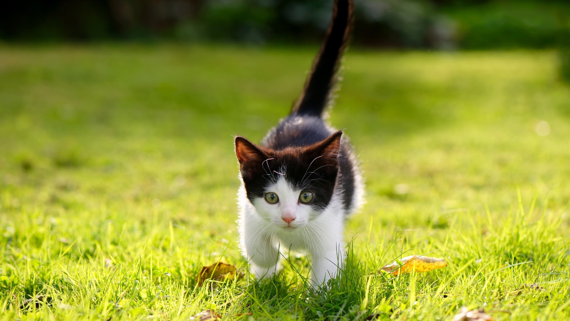 开云-弗拉门戈球员转会传闻升级，弗拉门戈比赛视频