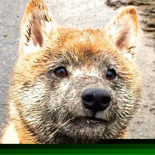 曼城主场3-1西汉姆，卫冕四连冠，曼城vs西汉姆