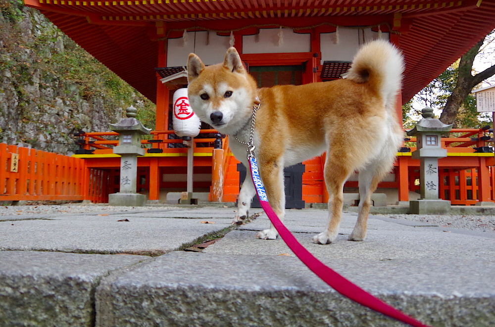 全国中学生田径运动会火热开幕，全国中学生田径冠军赛