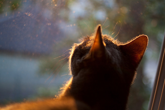 国足换人策略与比分变化关系，国足换帅一说的准确性到目前依然无从核实
