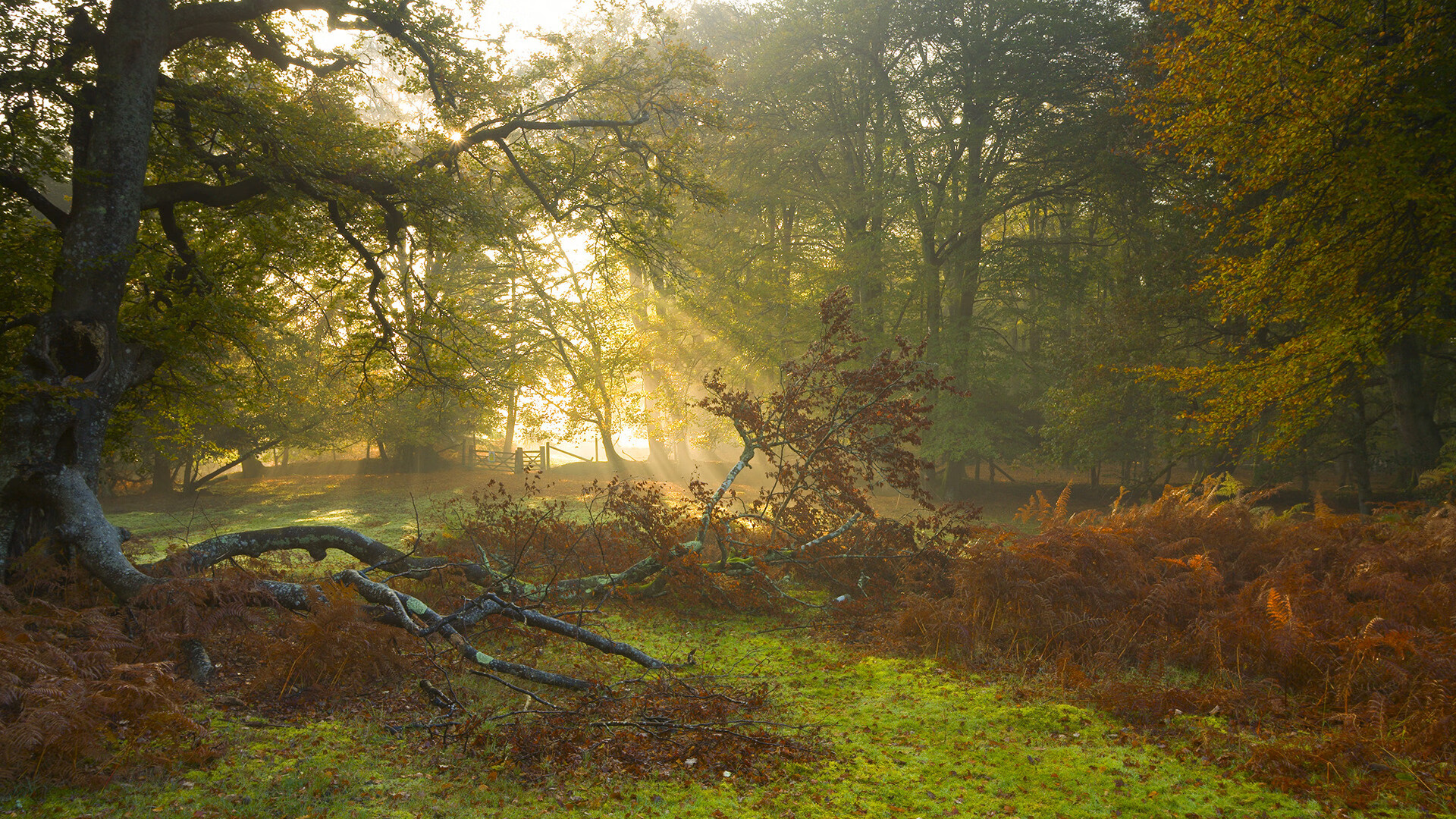 开云-中国香港队赛制调整与战略优化：如何提升团体赛中的整体表现，香港队名单